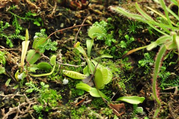 Plantas Carnívoras em Longwood Gardens, na Pennsylvania - Estados Unidos